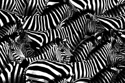 intropost-zebra